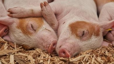 Peste porcine en RD: Un député recommande de brûler tous les porcs - fièvre porcine