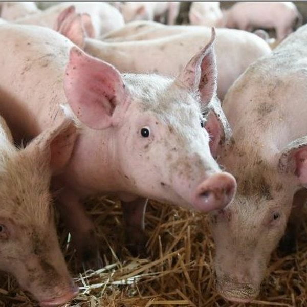 La propagation de la fièvre porcine détectée en Rép. dominicaine est imminente en Haïti - fièvre porcine, République Dominicaine