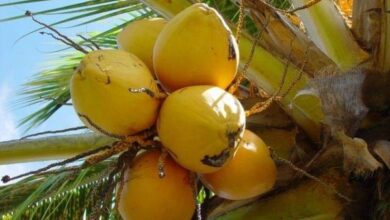 Les cocotiers d'Haïti risquent de disparaître, un entrepreneur agricole lance un appel d'urgence - agriculture