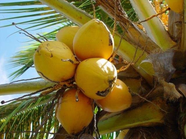 Les cocotiers d'Haïti risquent de disparaître, un entrepreneur agricole lance un appel d'urgence - agriculture, cocotiers